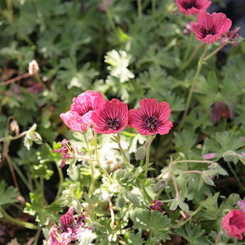 Geranium cinereum Jolly Jewel Salmon (Flowering)