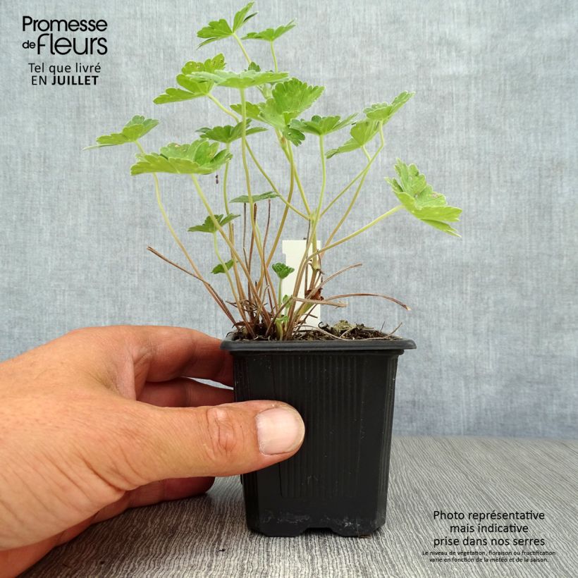 Geranium Joy 8/9 cm pot sample as delivered in summer