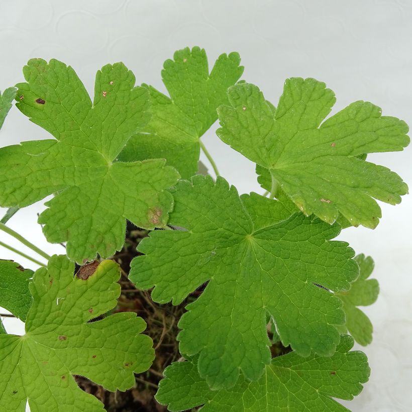 Geranium Karen Wouters (Foliage)