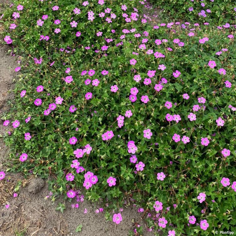 Geranium wallichianum Kelly-Anne (Plant habit)