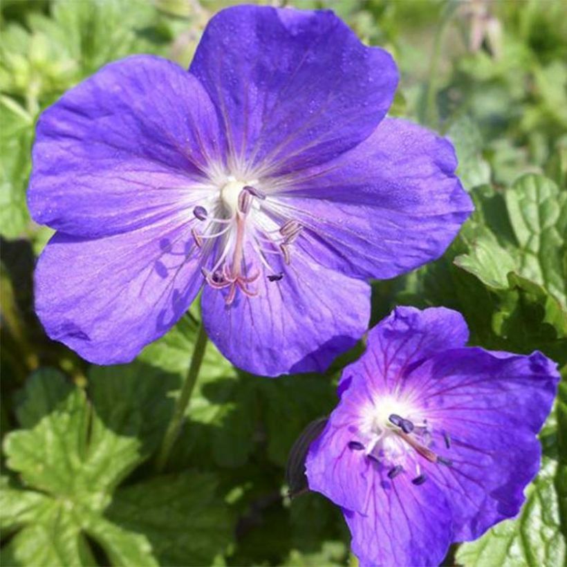 Geranium Lea (Flowering)