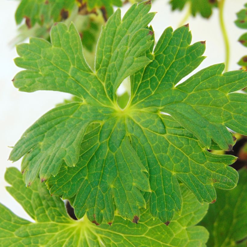 Geranium wallichianum Lilac Ice (Foliage)