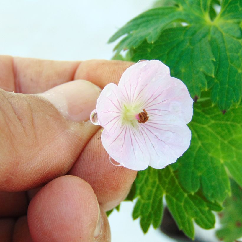 Geranium wallichianum Lilac Ice (Flowering)