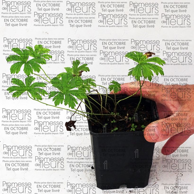 Example of Geranium Melinda 8/9 cm pot specimen as delivered