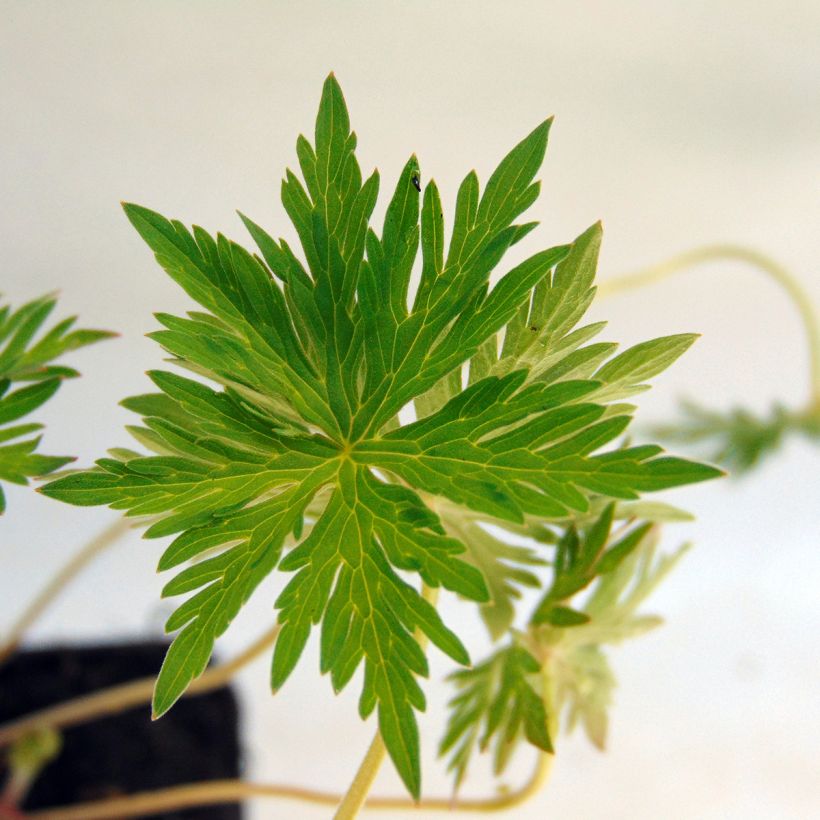 Geranium Nimbus (Foliage)