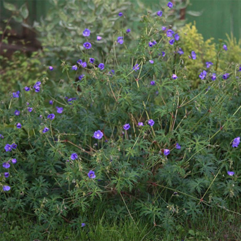 Geranium Nimbus (Plant habit)