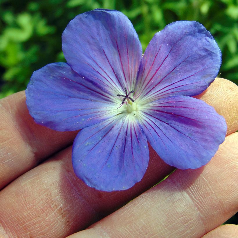 Geranium Orion (Flowering)