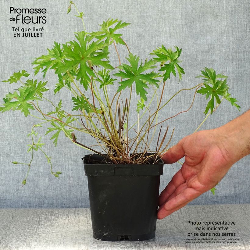 Geranium Orion 2L/3L pot sample as delivered in summer