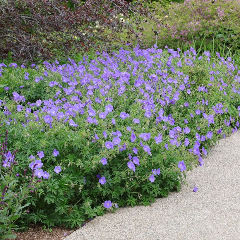 Geranium Orion (Plant habit)