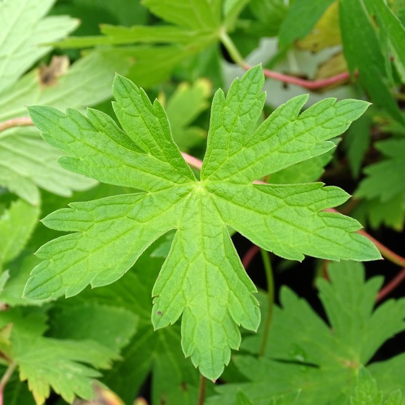 Geranium Patricia (Foliage)