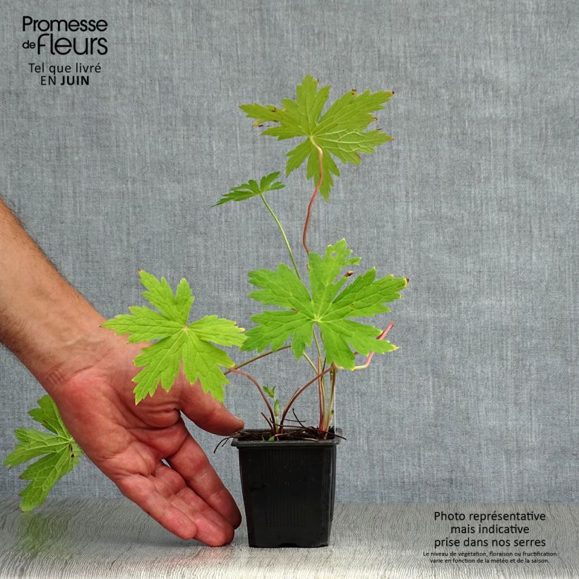 Geranium Patricia 8/9 cm pot sample as delivered in summer