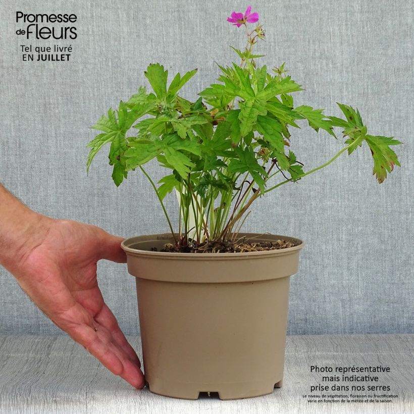 Geranium Patricia 1.5L/2L pot sample as delivered in summer
