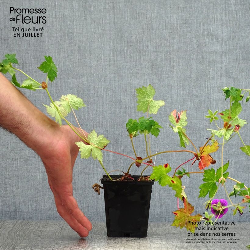 Geranium Pink Penny 8/9 cm pot sample as delivered in summer