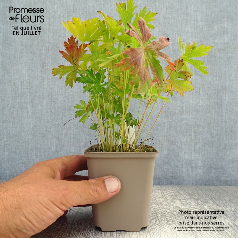 Geranium sylvaticum Prelude 8/9 cm pot sample as delivered in summer