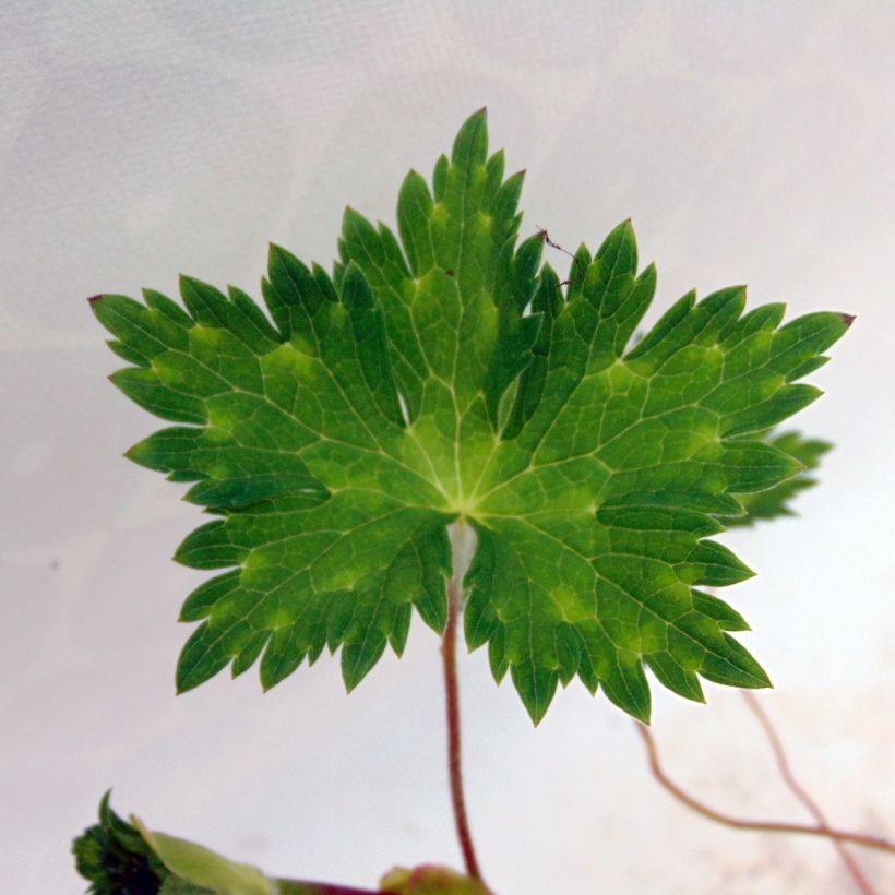 Geranium wallichianum Rise and Shine (Foliage)