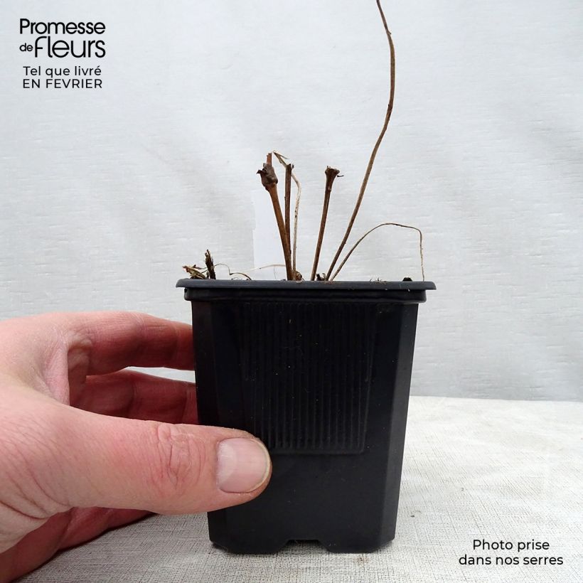 Geranium wallichianum Rise and Shine 8/9 cm pot sample as delivered in winter