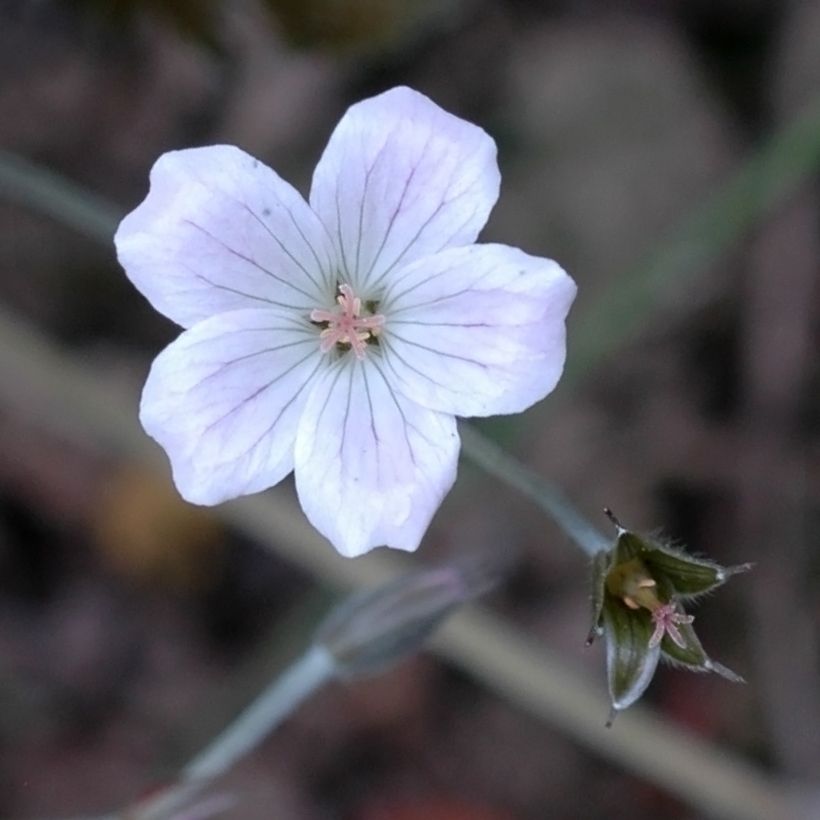 Geranium Rothbury Red (Flowering)