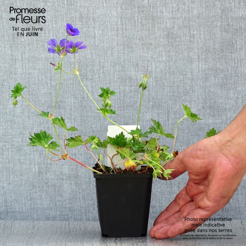 Geranium Rozanne 8/9 cm pot sample as delivered in summer