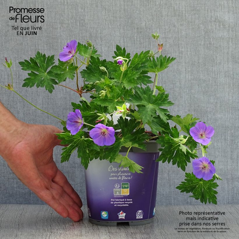 Geranium Rozanne 2L/3L pot sample as delivered in summer