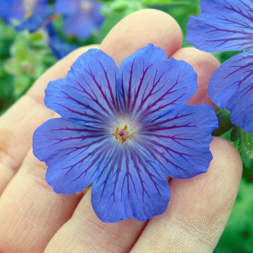 Geranium Sabani Blue (Flowering)