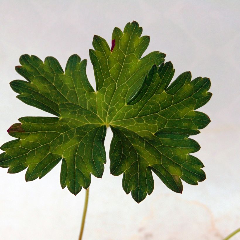 Geranium Silvias Surprise (Foliage)