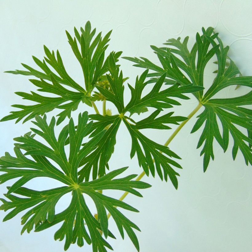 Geranium soboliferum Starman (Foliage)