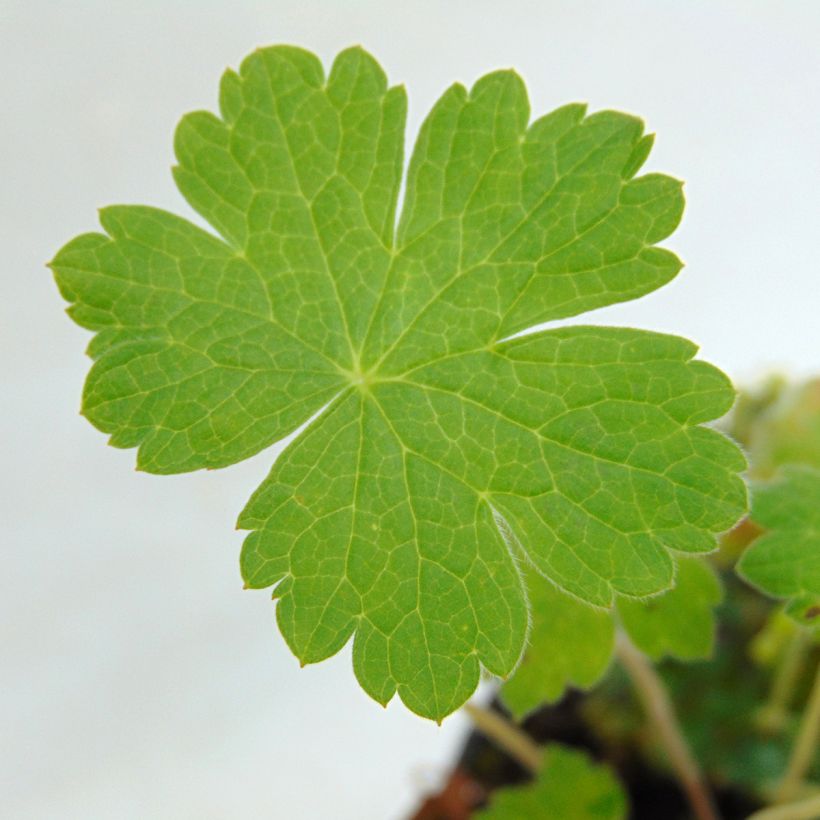 Geranium Sue Crûg (Foliage)