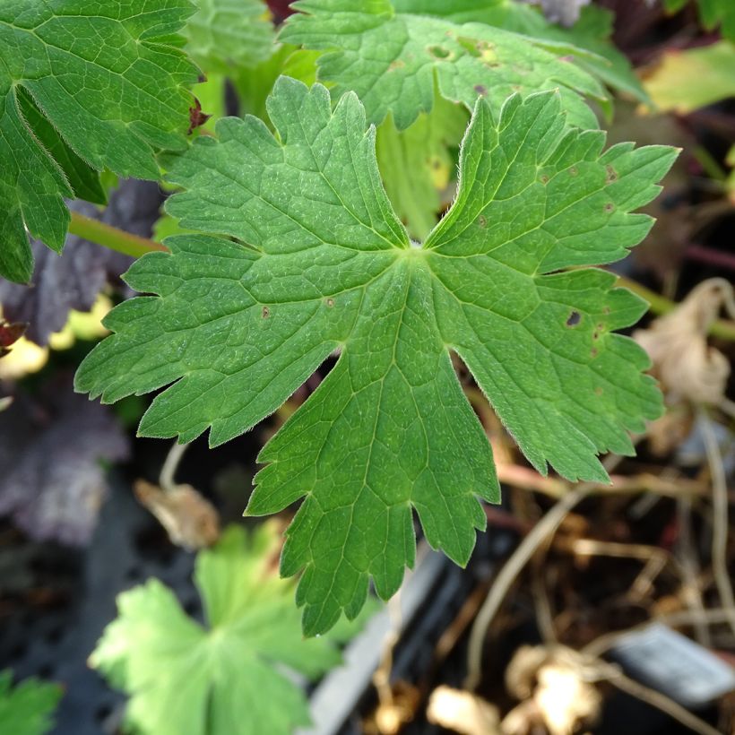 Geranium Sweet Heidi (Foliage)