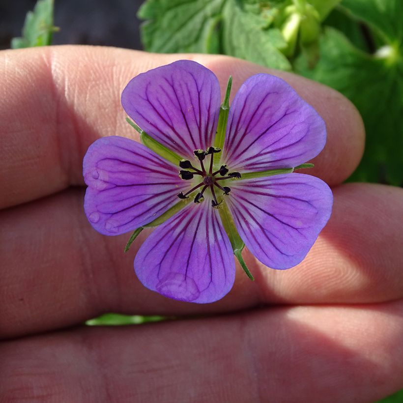 Geranium Sweet Heidi (Flowering)