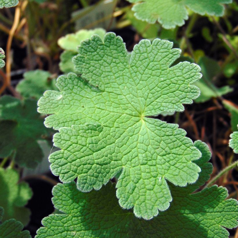 Geranium Terre Franche (Foliage)