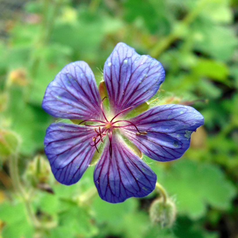 Geranium Terre Franche (Flowering)