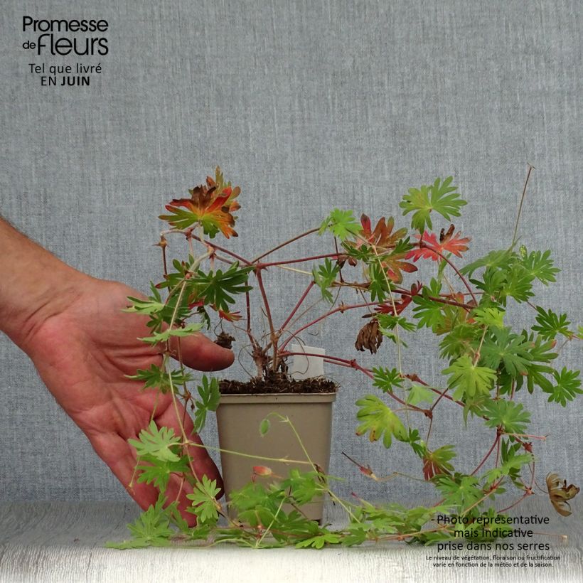 Geranium Tiny Monster 8/9 cm pot sample as delivered in summer