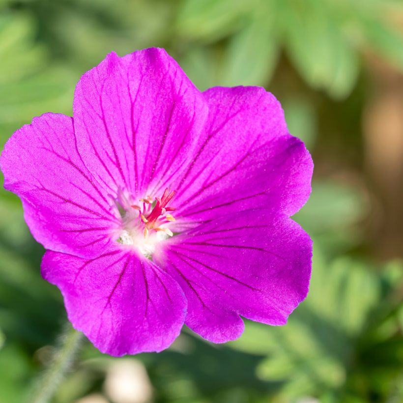 Geranium Tiny Monster (Flowering)