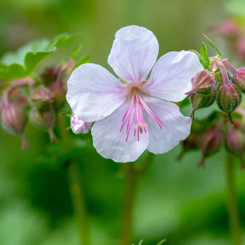 Geranium cantabrigiense Biokovo (Flowering)