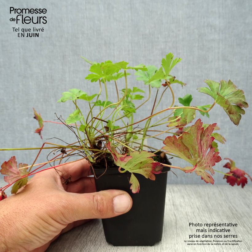 Geranium cantabrigiense Biokovo 8/9 cm pot sample as delivered in summer