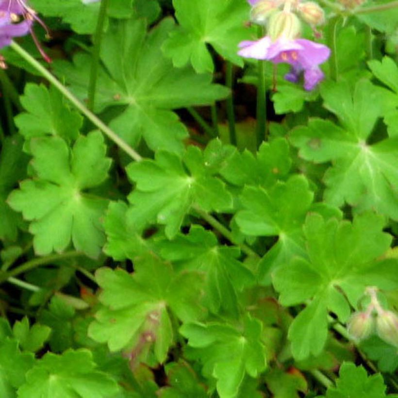 Geranium x cantabrigiense Hanne - Cranesbill (Foliage)