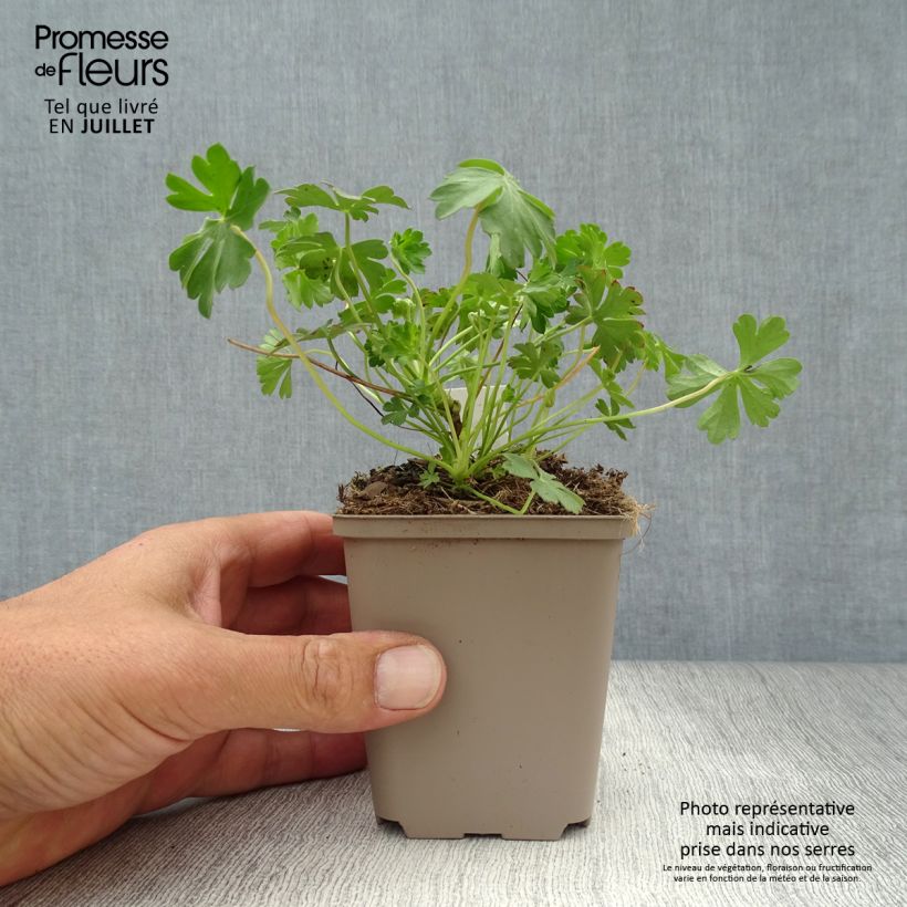 Geranium cantabrigiense Intense 8/9 cm pot sample as delivered in summer