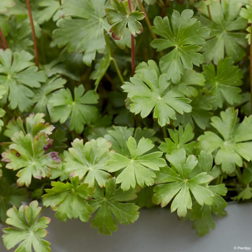 Geranium cantabrigiense Intense (Foliage)