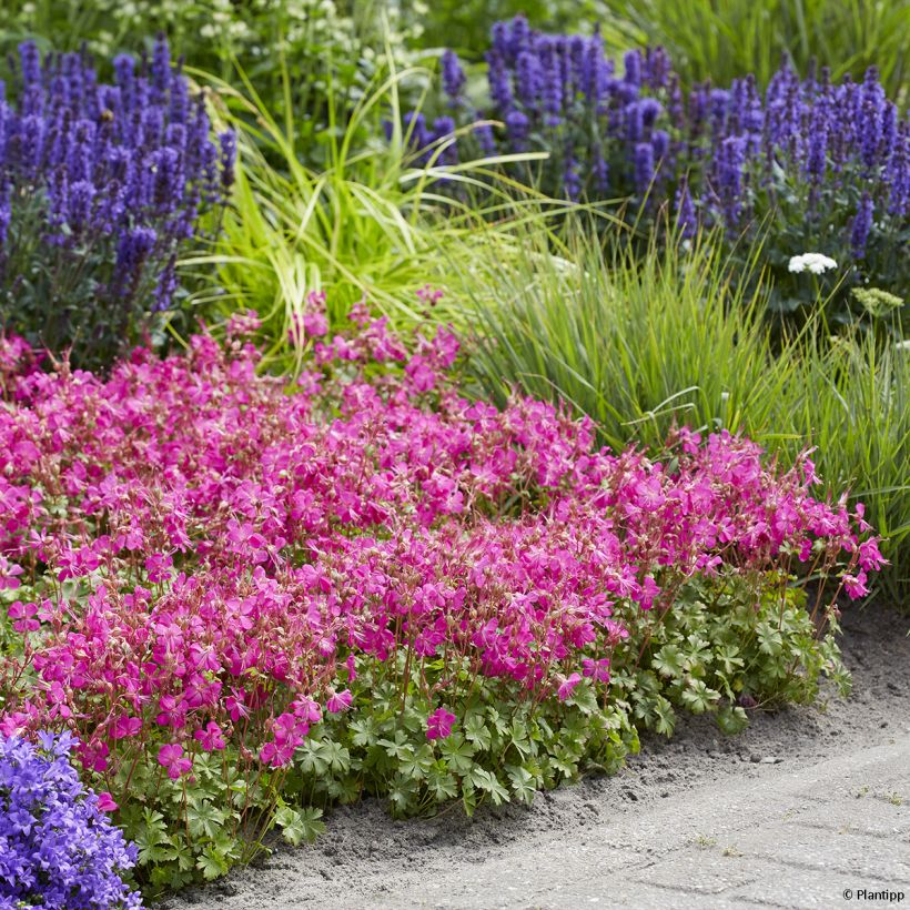 Geranium cantabrigiense Intense (Plant habit)