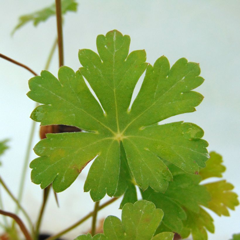 Geranium cantabrigiense Karmina (Foliage)