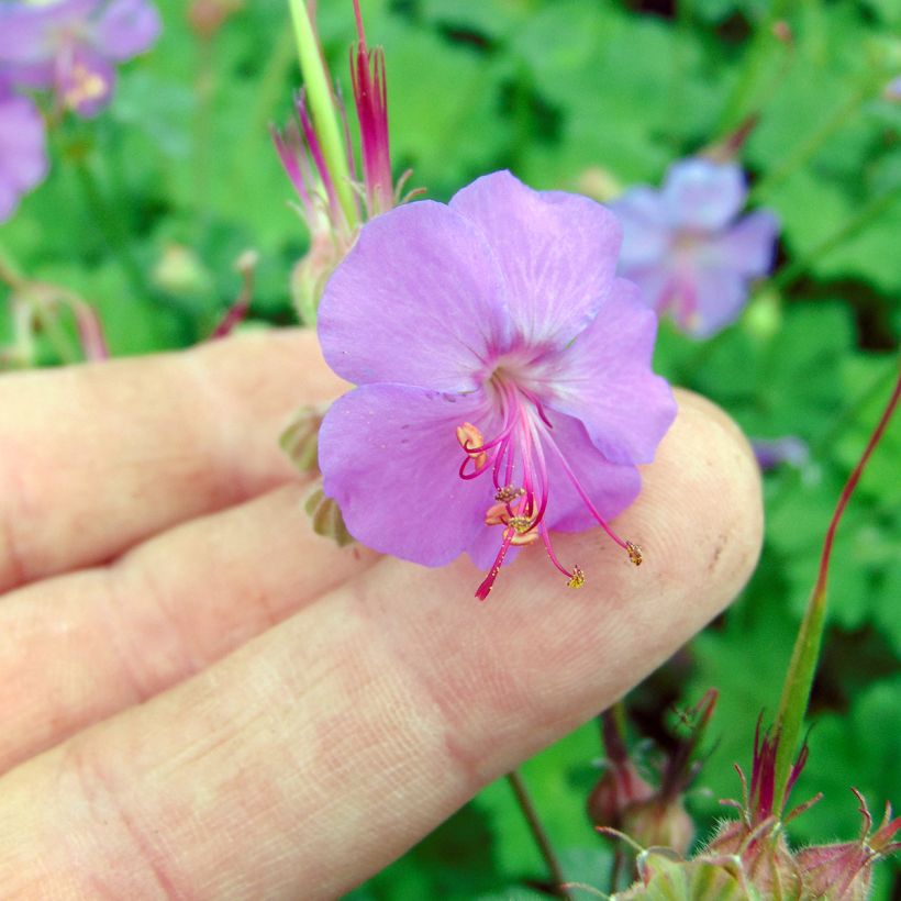 Geranium cantabrigiense Karmina (Flowering)