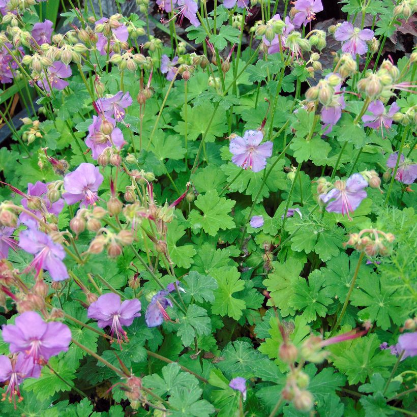 Geranium cantabrigiense Karmina (Plant habit)