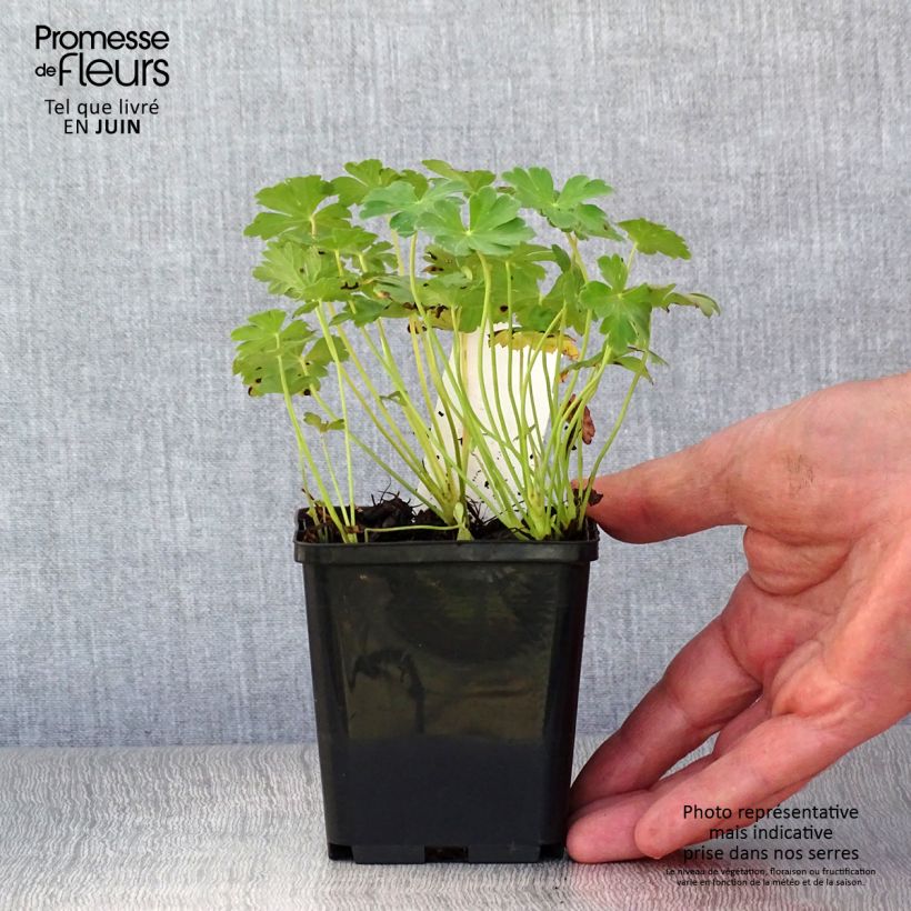Geranium cantabrigiense Karmina 8/9 cm pot sample as delivered in summer