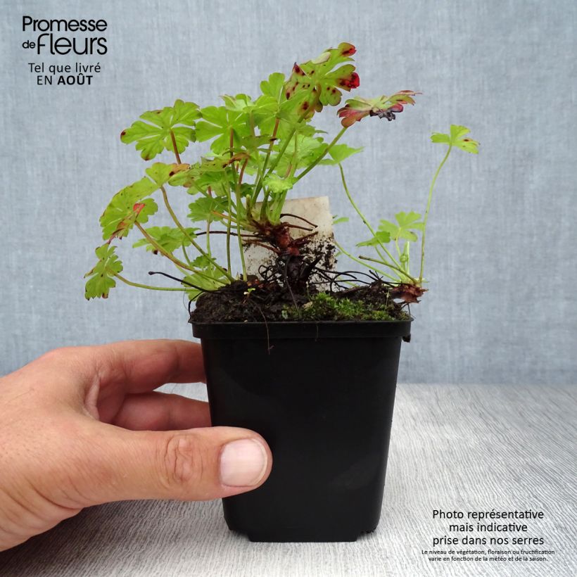 Geranium cantabrigiense St Ola 8/9 cm pot sample as delivered in summer