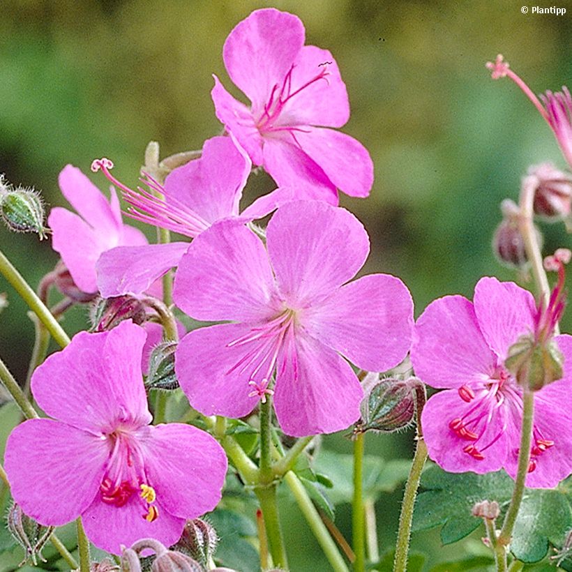 Geranium cantabrigiense Westray (Flowering)