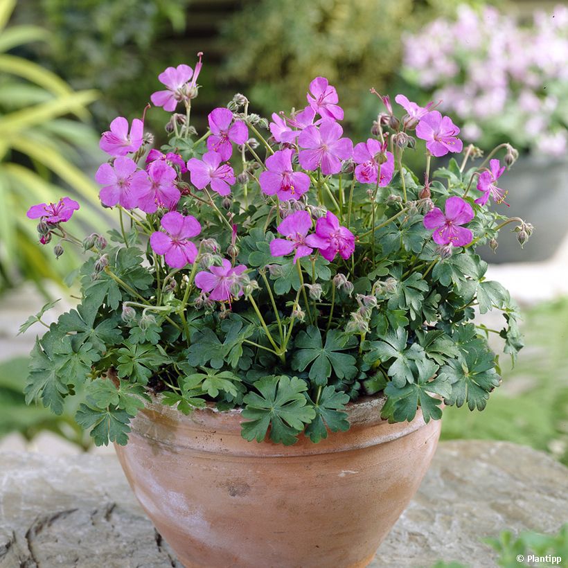 Geranium cantabrigiense Westray (Plant habit)