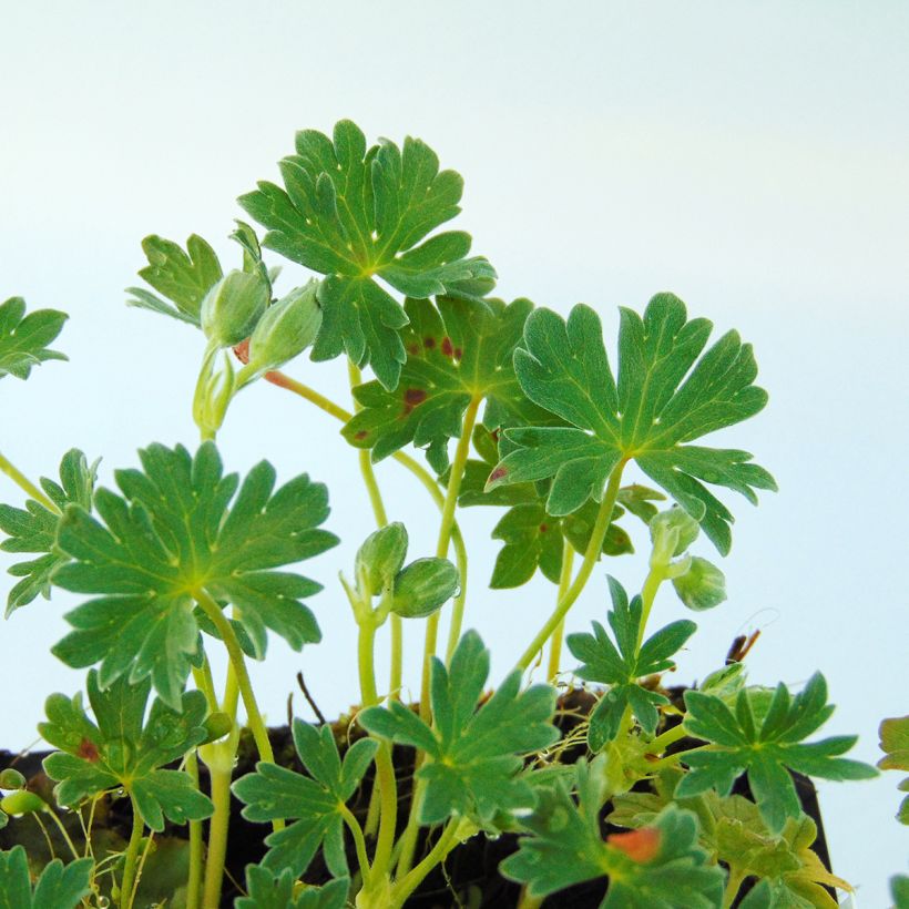 Geranium cinereum Ballerina (Foliage)