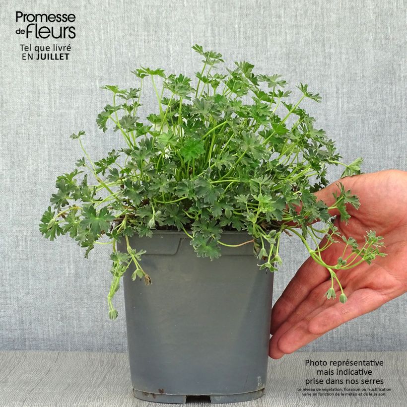 Geranium cinereum Ballerina 2L/3L pot sample as delivered in summer