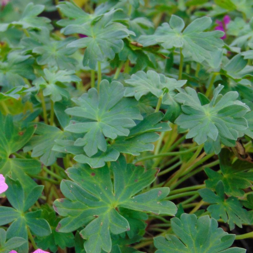 Geranium cinereum Jolly Jewel Hot Pink (Foliage)