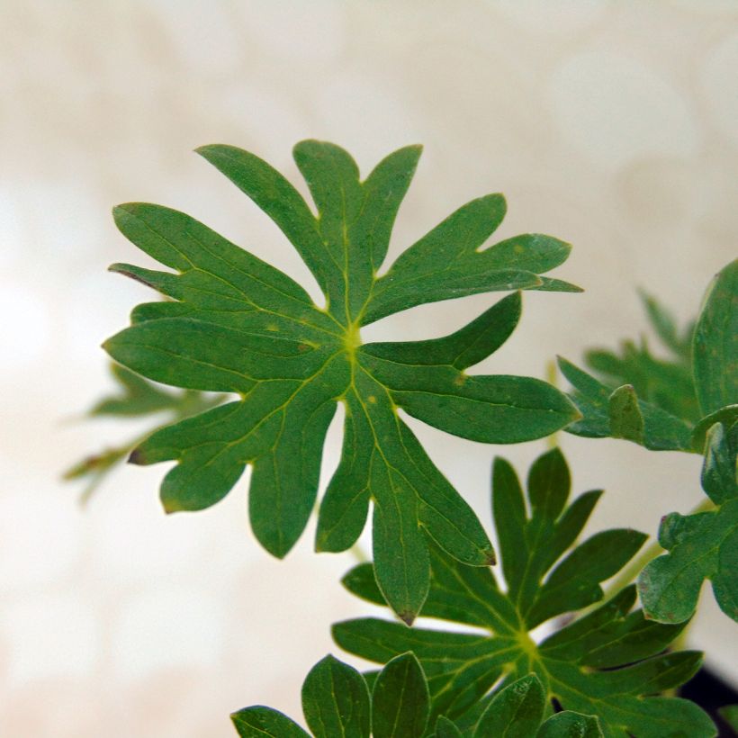 Geranium cinereum Jolly Jewel Night (Foliage)